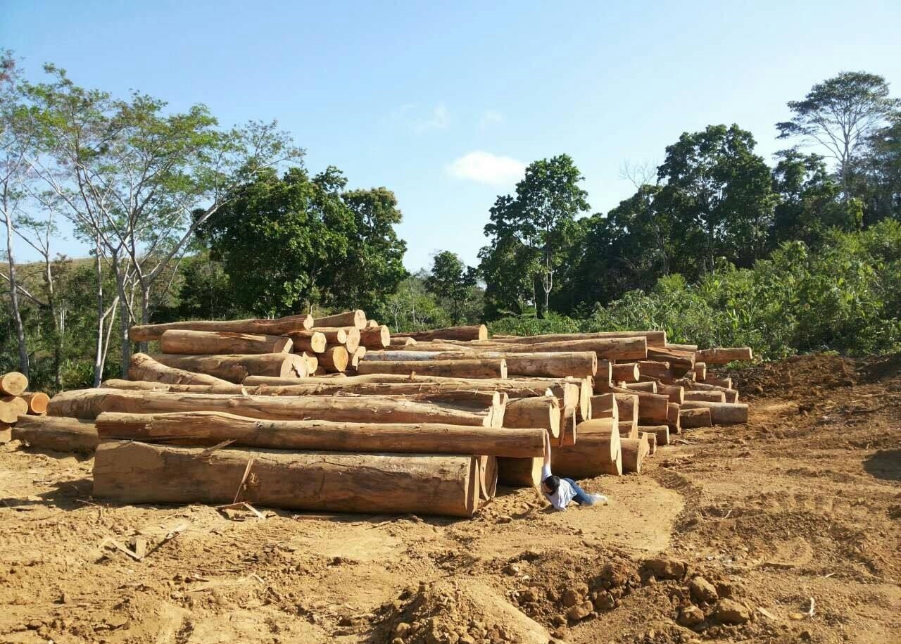 木材厂，木材砍伐